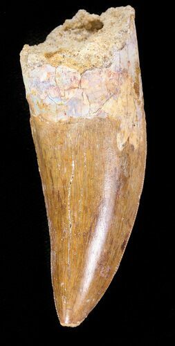 Carcharodontosaurus Tooth - Serrations #46978